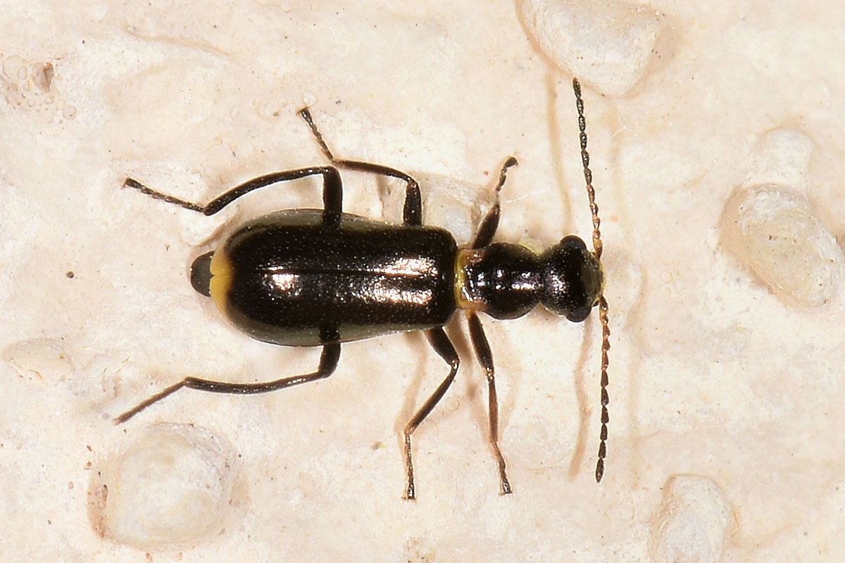 Malachiidae: Sphinginus lobatus ? S !